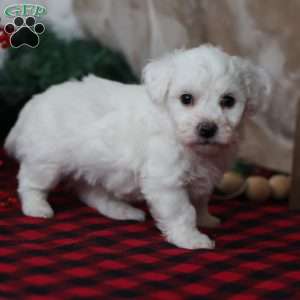 Toby, Bichon Frise Puppy